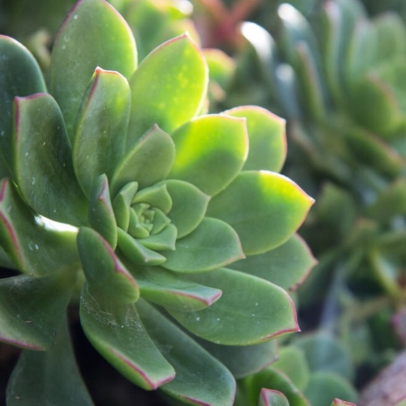 Meet your Posher, Rachel - Picture 5 of 7